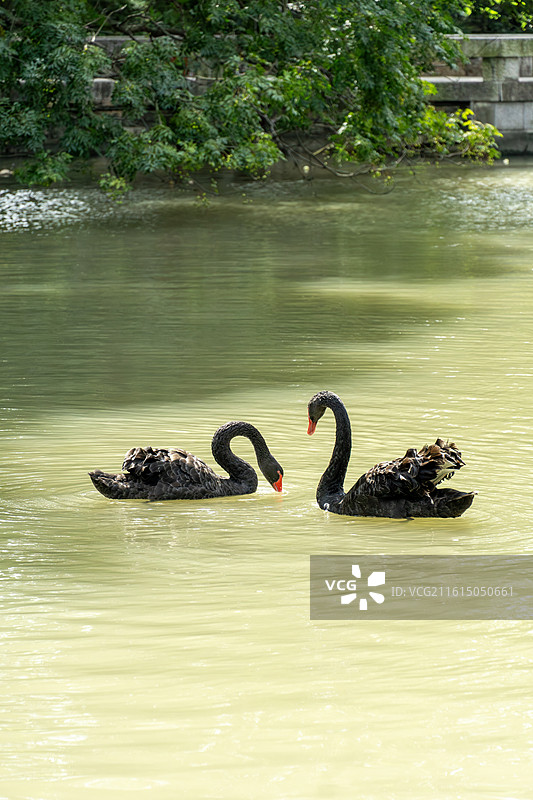 碧波中游动的黑天鹅，拍摄于南通啬园图片素材
