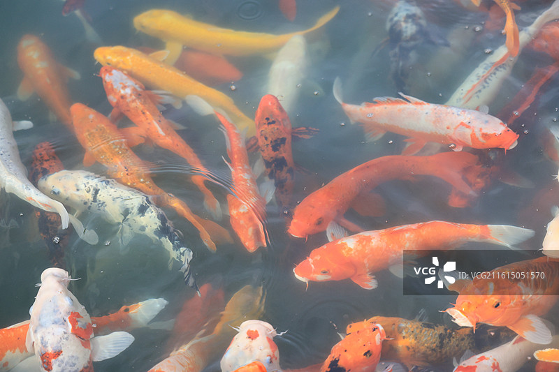 池塘中游泳的红白锦鲤鱼群图片素材