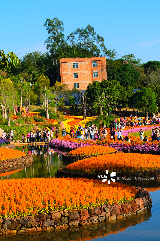 南宁市菊花展图片素材
