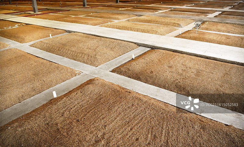 山东淄博高青县国井酒文化博览园浓香型白酒窖池区图片素材