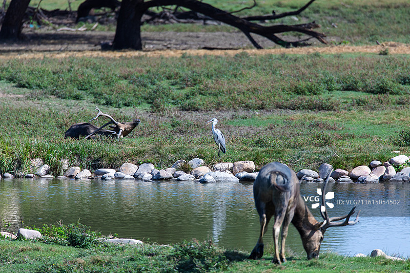 麋鹿图片素材