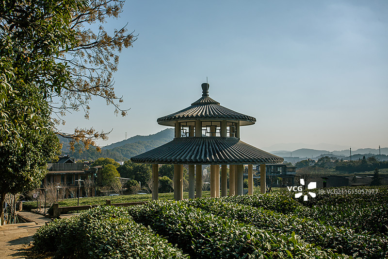 杭州画外桐坞龙井茶园图片素材