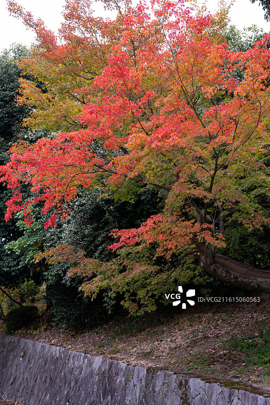 日本京都府京都市国立博物馆的秋天图片素材