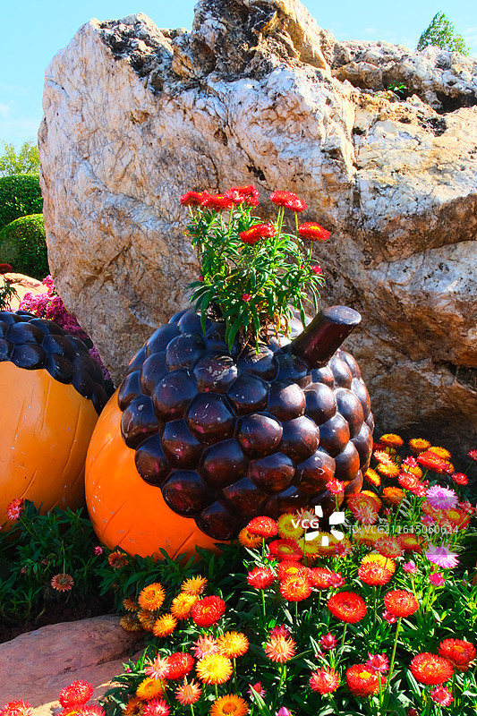 南宁市菊花展图片素材