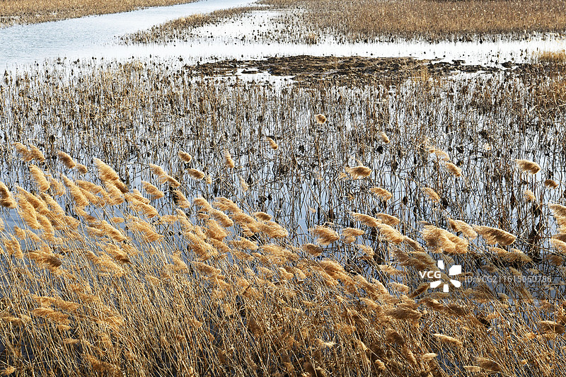 山东淄博高青县天鹅湖湿地公园冬日美景图片素材
