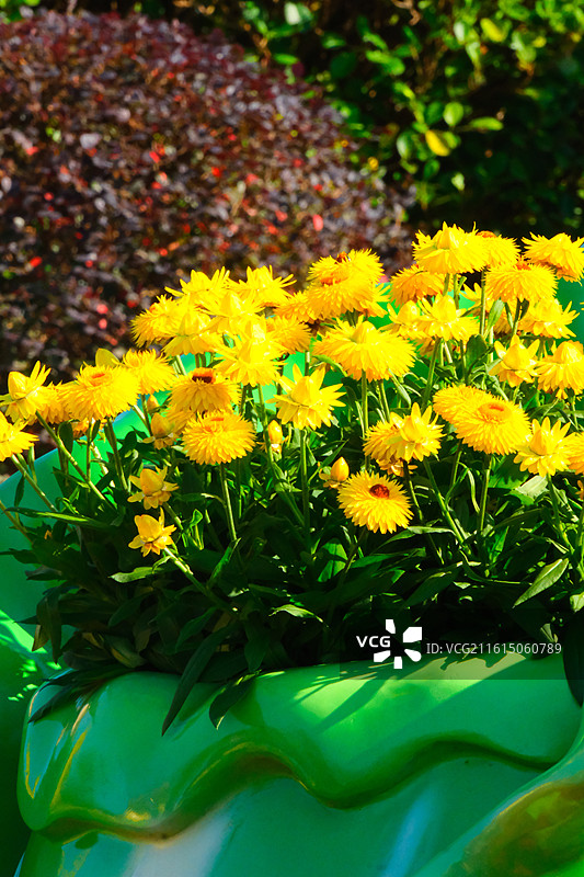 南宁市菊花展图片素材