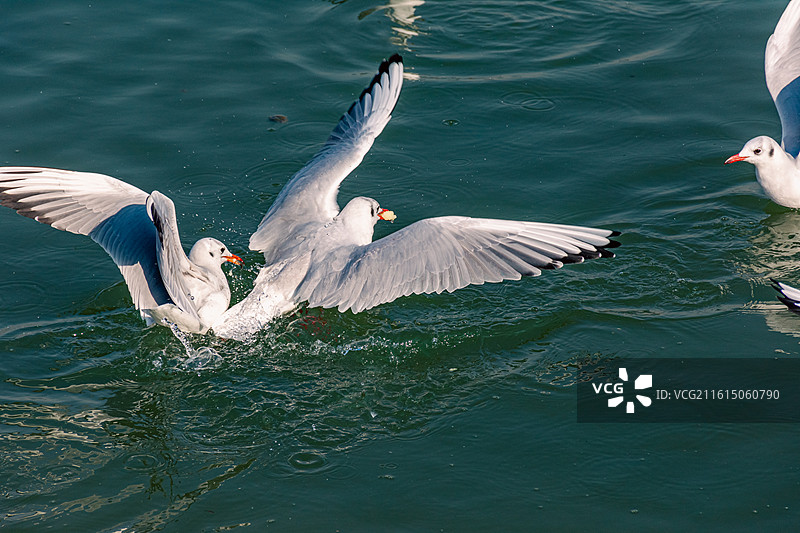 西安海鸥 红嘴鸥  候鸟迁徙图片素材
