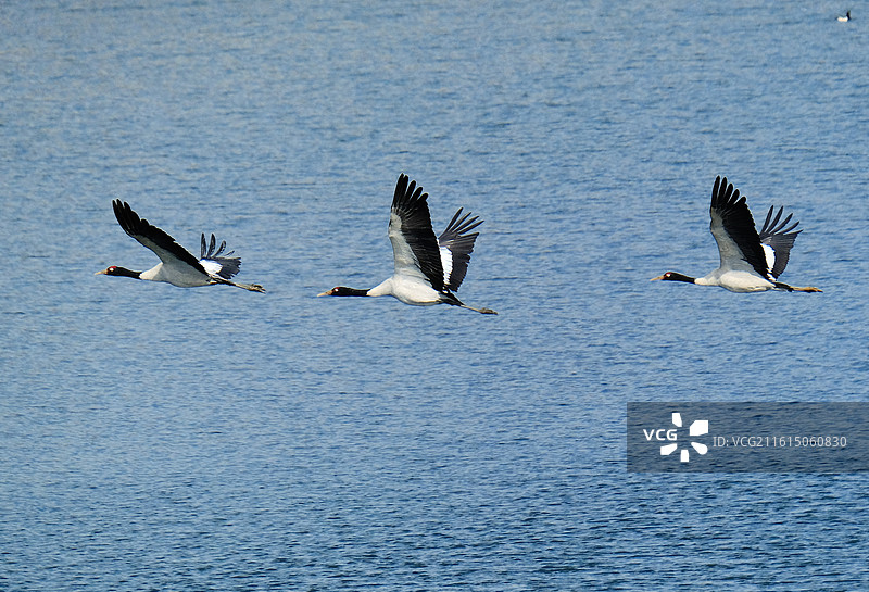 云南昭通大山包蓝天水面展翅飞翔的珍稀鸟类黑颈鹤图片素材
