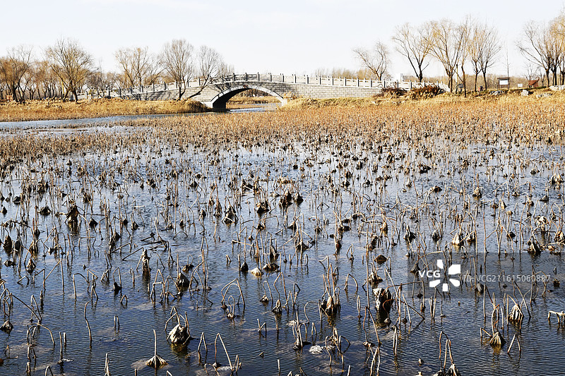 山东淄博高青县天鹅湖湿地公园冬日美景图片素材