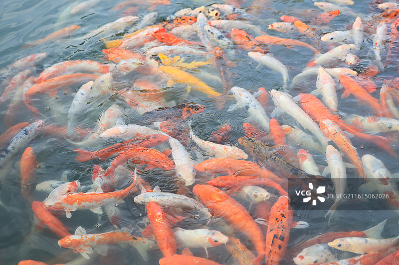 池塘中游泳的红白锦鲤鱼群图片素材