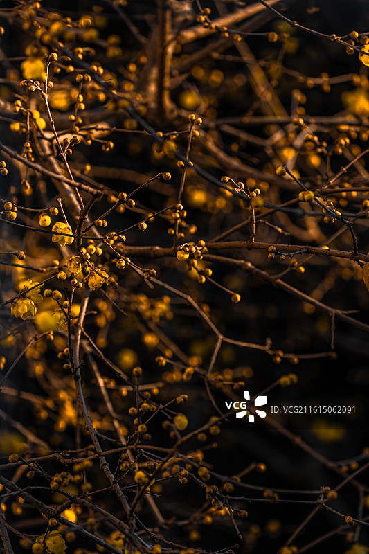 南京瞻园 金陵第一园 冬天 腊梅 江南古典园林 中式美学图片素材