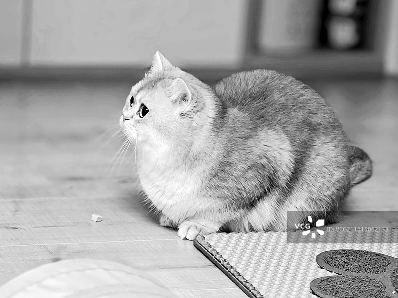 黑白萌态·卢咪的专注时刻图片素材