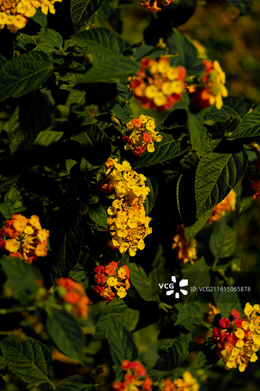深圳市荔枝公园黄花植物叶片特写图片素材