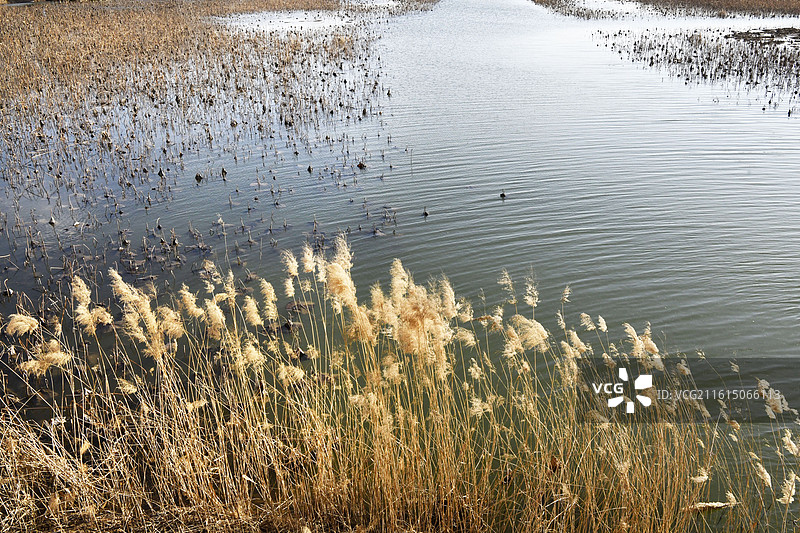 山东淄博高青县天鹅湖湿地公园冬日美景图片素材