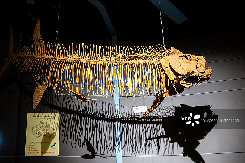 重庆北碚自然博物馆的鱼化石图片素材