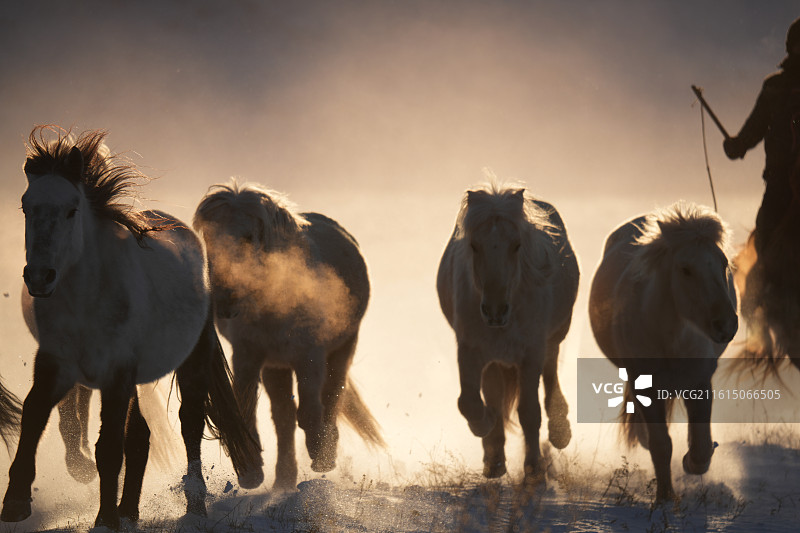 马年 辽阔 内蒙古 草原 冬天 寒冷 新年图片素材