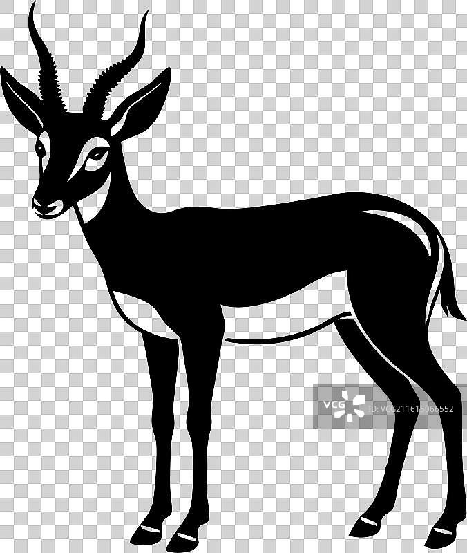 白底叉角羚图片素材