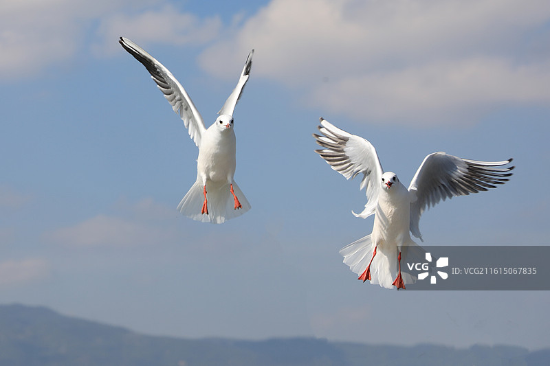 海埂大坝的红嘴鸥图片素材