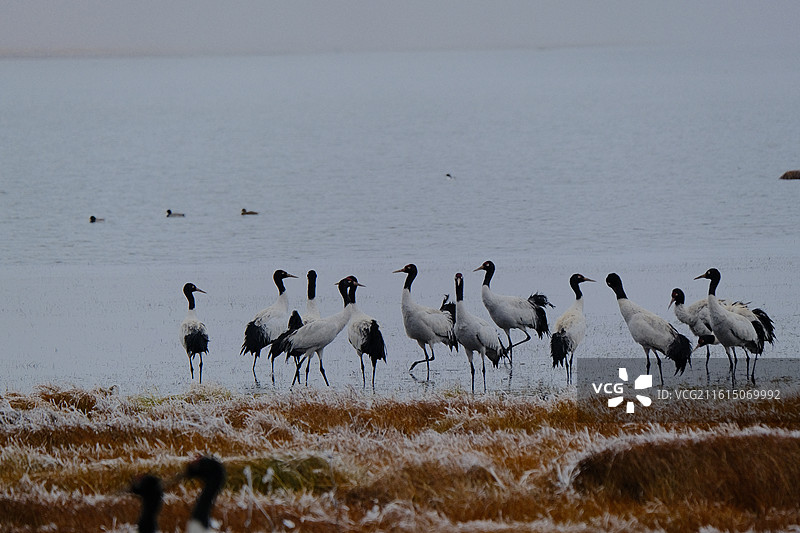 云南昭通大山包冬天寒冷冰雪雾凇黑颈鹤图片素材