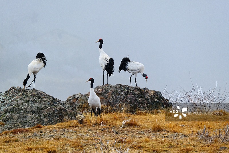 云南昭通大山包高原栖息的国家一级保护动物黑颈鹤图片素材