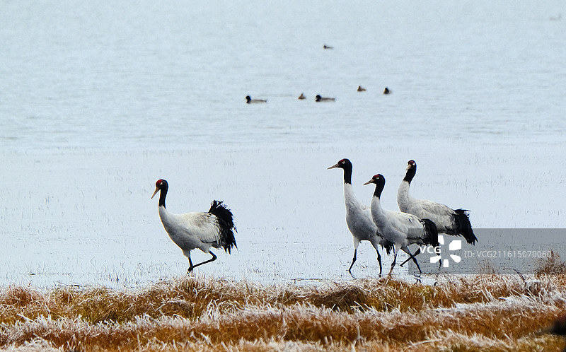 云南昭通大山包冬天寒冷冰雪雾凇黑颈鹤图片素材