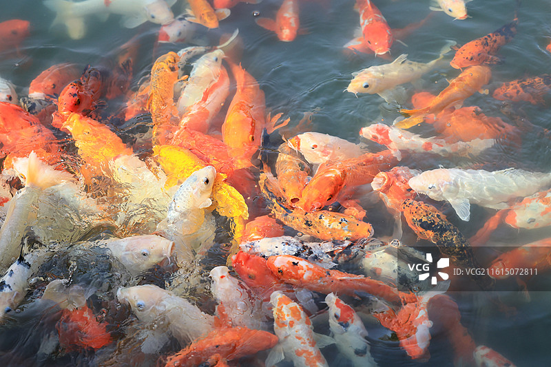 池塘中游泳的红白锦鲤鱼群图片素材