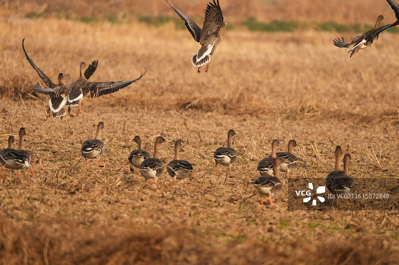 中国鄱阳湖候鸟风景——白鹤小镇稻田里觅食的短嘴豆雁图片素材