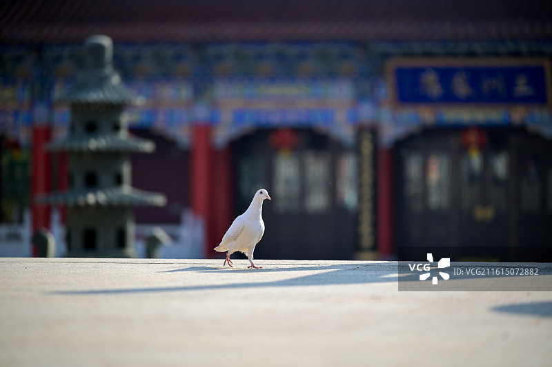 苏州皇罗禅寺的鸽子图片素材