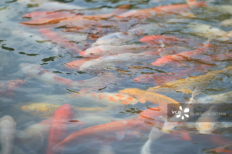 阳光下的锦鲤， 宁静和谐的庭院水景图片素材