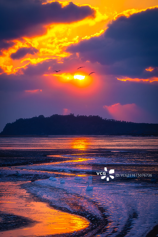 天鹅归来图片素材