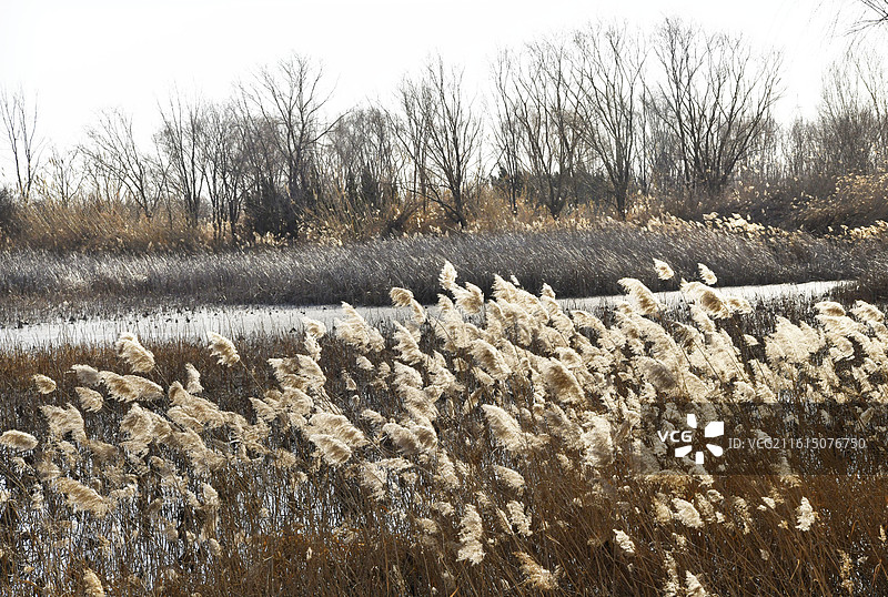 山东淄博高青县天鹅湖湿地公园冬日美景图片素材
