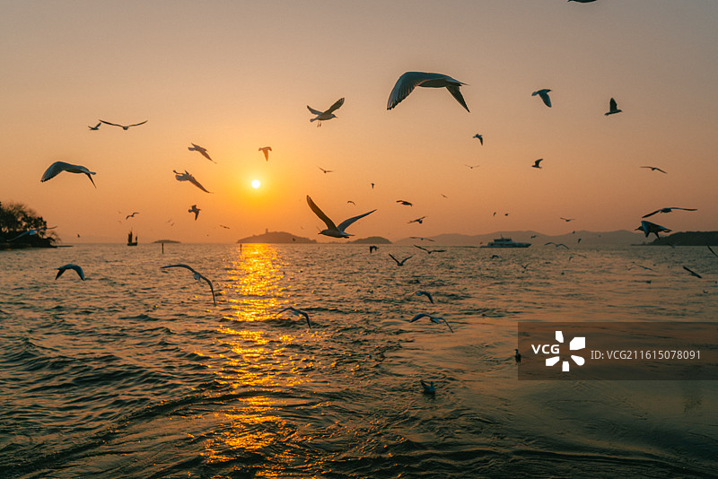 鼋头渚风景区太湖仙岛夕阳西下和红嘴鸥图片素材