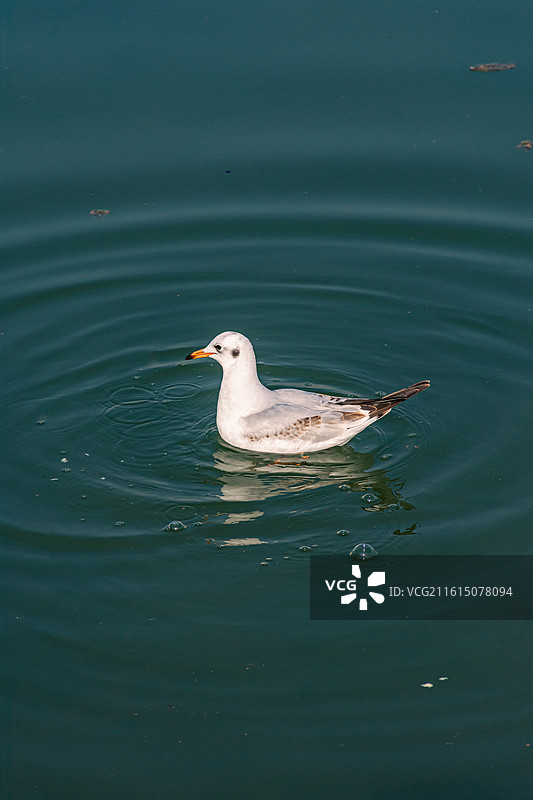 西安海鸥 红嘴鸥  候鸟迁徙图片素材