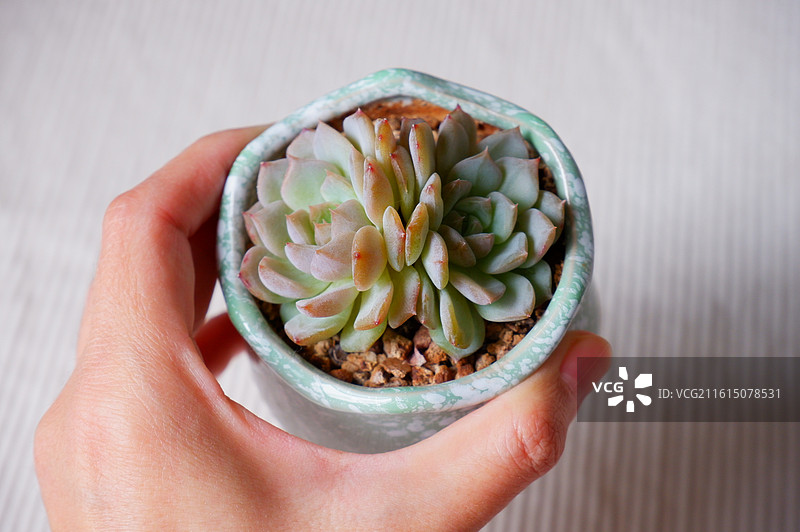 红色尖尖双头多肉图片素材