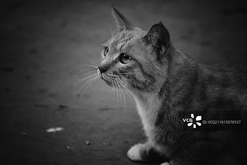 流浪野猫合集组图。白猫橘猫狸花猫黑猫玄猫牛奶猫图片素材