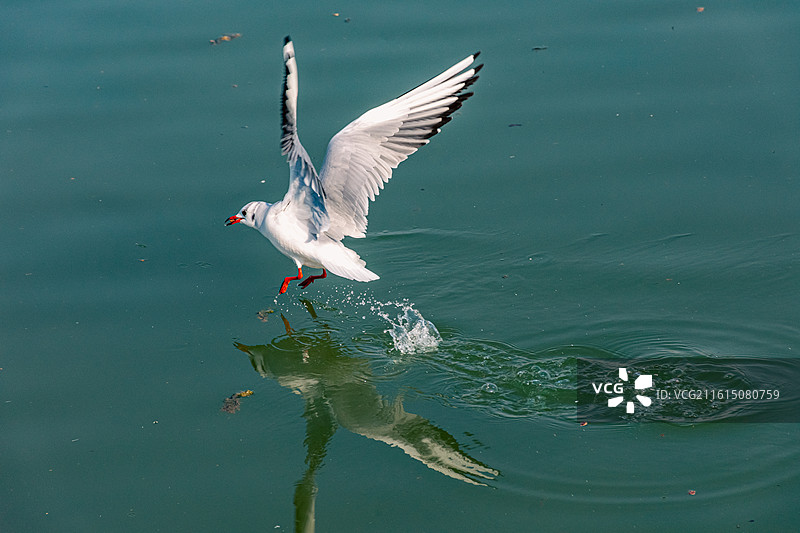 西安海鸥 红嘴鸥  候鸟迁徙图片素材