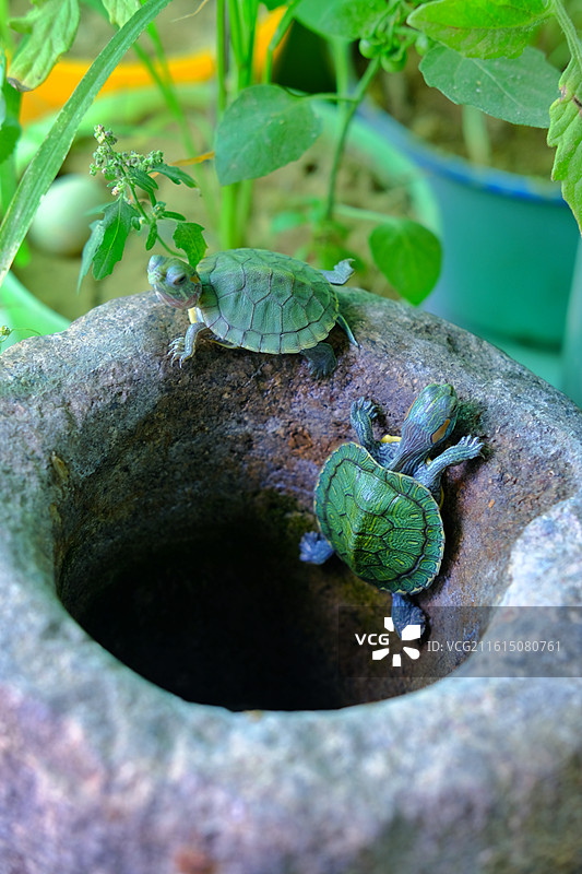 可爱的晒太阳的宠物小乌龟。巴西龟图片素材
