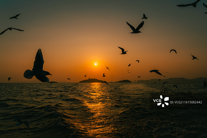 鼋头渚风景区太湖仙岛夕阳西下和红嘴鸥图片素材