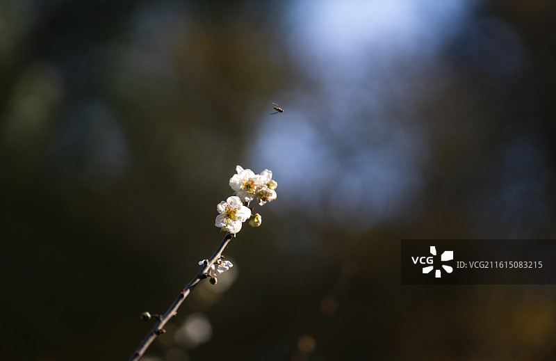 中国广西南宁市青秀山的蓝天、梅花、蝴蝶图片素材