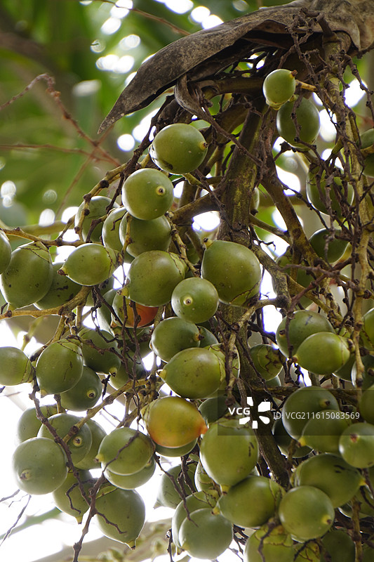 小区的花草树木图片素材