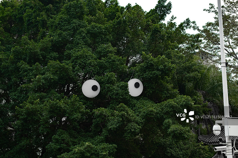 仙湖植物园树木和植物的低角度视图图片素材