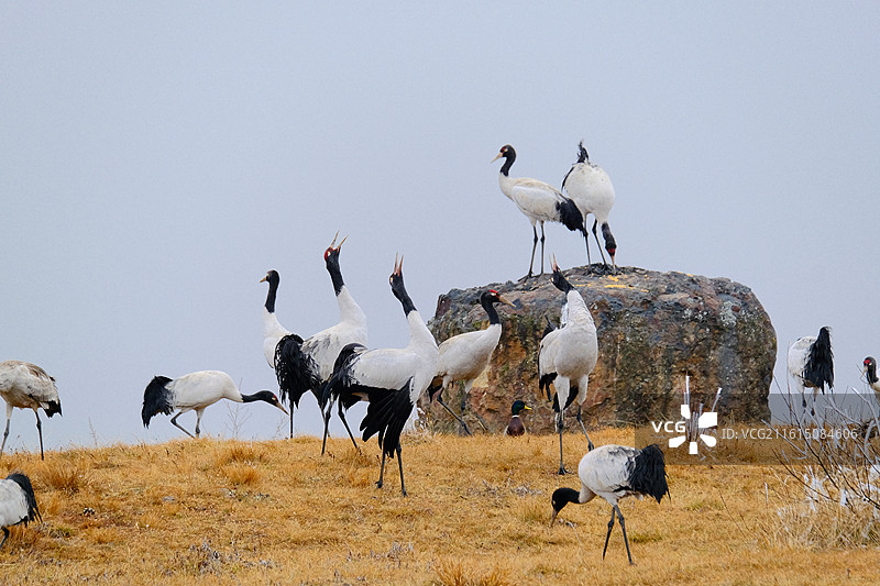 云南昭通大山包高原栖息的国家一级保护动物黑颈鹤图片素材