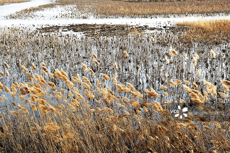 山东淄博高青县天鹅湖湿地公园冬日美景图片素材