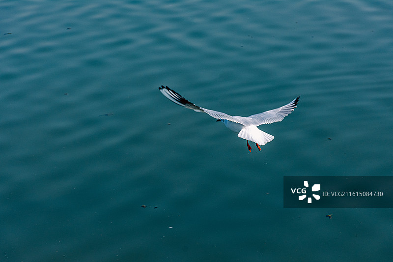 西安海鸥 红嘴鸥  候鸟迁徙图片素材