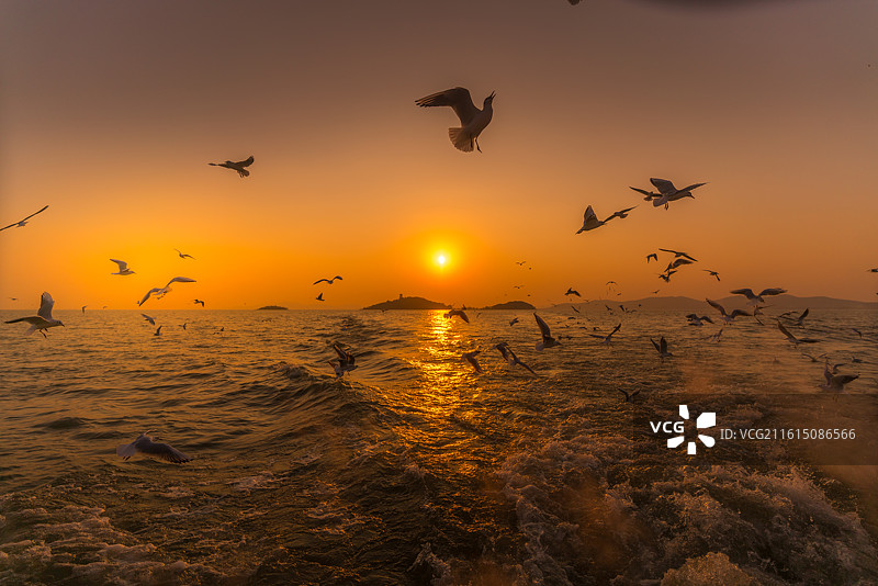 鼋头渚风景区太湖仙岛夕阳西下和红嘴鸥图片素材