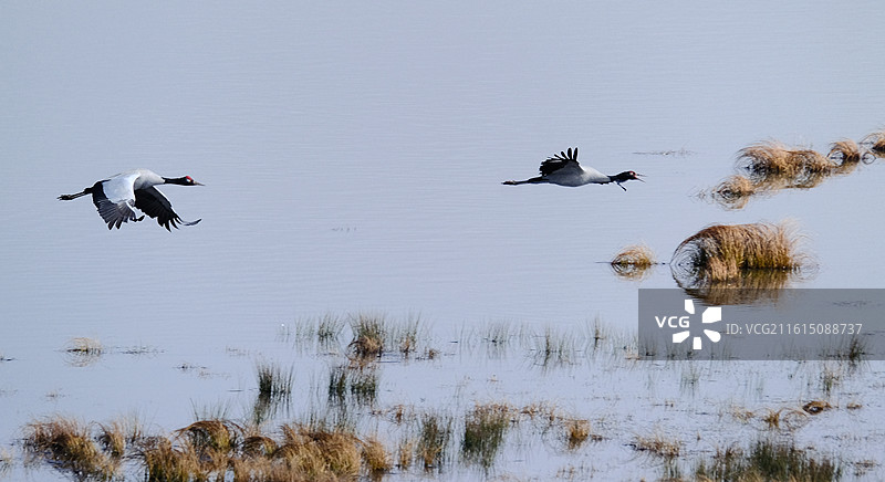 云南昭通大山包蓝天水面展翅飞翔的珍稀鸟类黑颈鹤图片素材