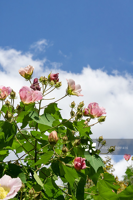 蓝天白云下唯美的粉色木槿花从，秋日花卉，南通啬园图片素材