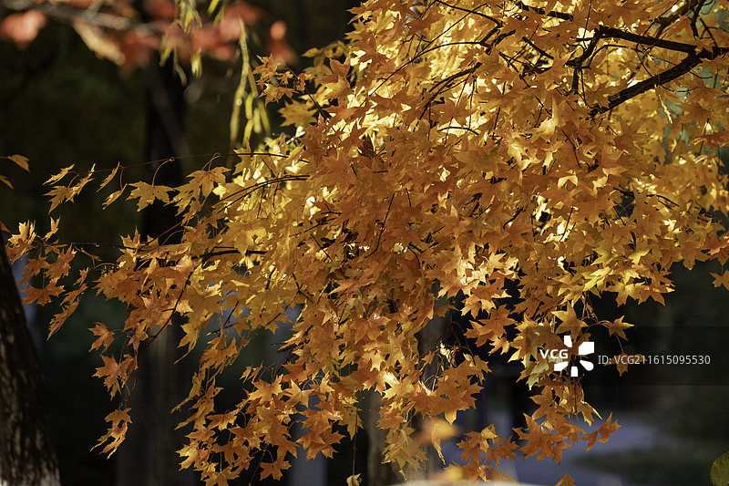 秋天的叶子图片素材