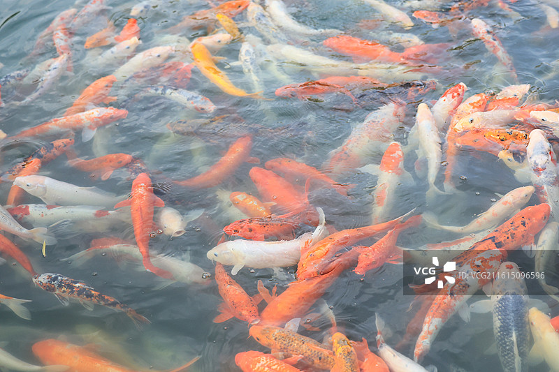 池塘中游泳的红白锦鲤鱼群图片素材