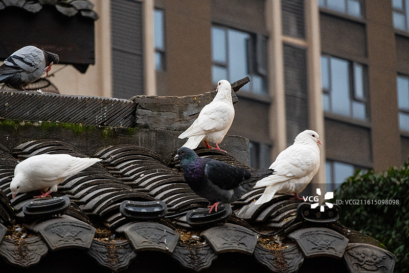 弹子石老街鸽子️图片素材